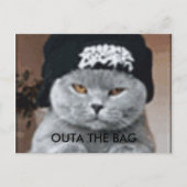 CARTE POSTALE CAT (Devant)