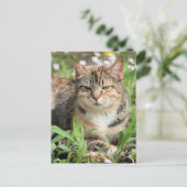 Carte Postale Cat (Debout devant)
