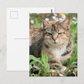 Carte Postale Cat (Devant / Derrière)