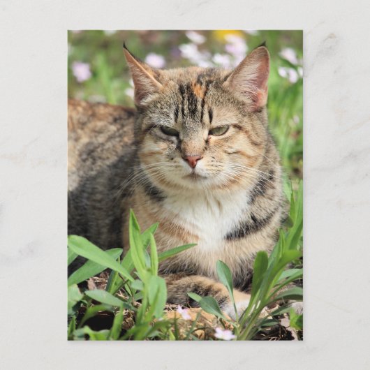 Carte Postale Cat (Devant)