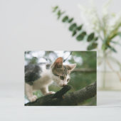 Carte Postale Cat (Debout devant)