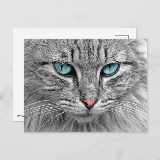 Carte Postale Cat (Devant / Derrière)