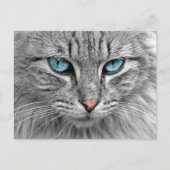 Carte Postale Cat (Devant)