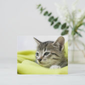 Carte Postale Cat (Debout devant)