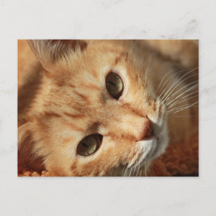 Carte Postale cat-636172 ORANGE TOMCAT CAT CAT PETS PHOTOGRAPHE