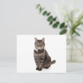Carte Postale Cat à Tuxedo (Debout devant)