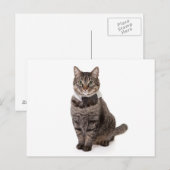 Carte Postale Cat à Tuxedo (Devant / Derrière)