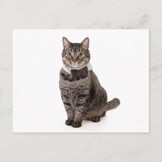 Carte Postale Cat à Tuxedo (Devant)