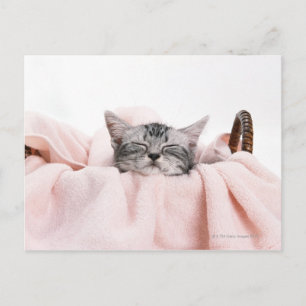 Carte Postale Cat américain shorthair