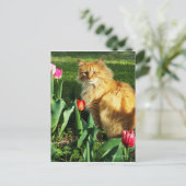 Carte postale Cat Among Tulips (Debout devant)