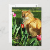Carte postale Cat Among Tulips (Devant / Derrière)
