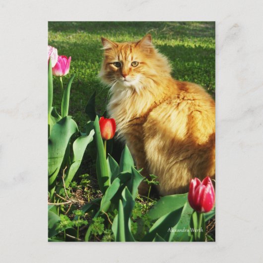 Carte postale Cat Among Tulips (Devant)