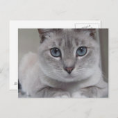 CARTE POSTALE CAT BURMILLA (Devant / Derrière)