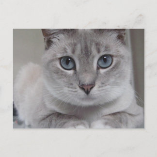 CARTE POSTALE CAT BURMILLA