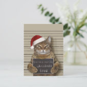 Carte Postale Cat Christmas (Debout devant)