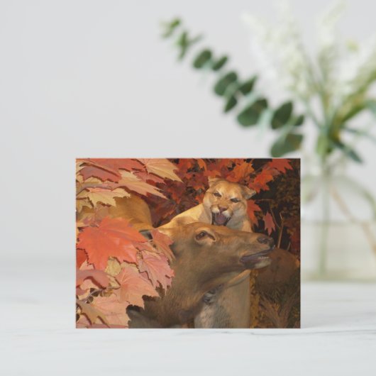 CARTE POSTALE CAT ET CAFF1 (Debout devant)