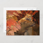 CARTE POSTALE CAT ET CAFF1 (Devant / Derrière)