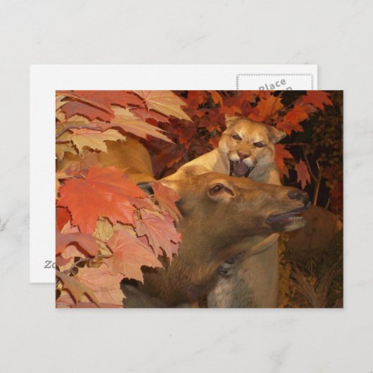 CARTE POSTALE CAT ET CAFF1 (Devant / Derrière)