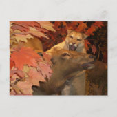 CARTE POSTALE CAT ET CAFF1 (Devant)