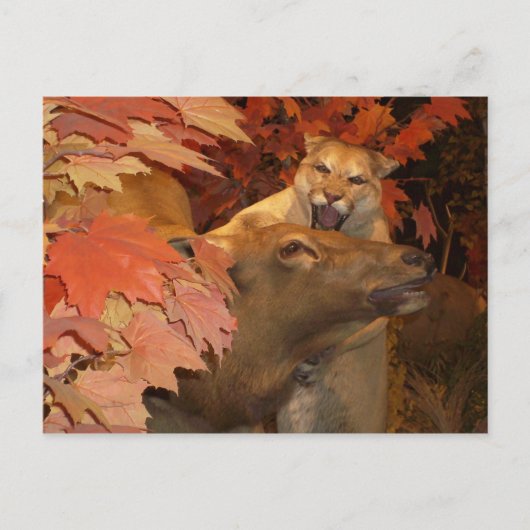 CARTE POSTALE CAT ET CAFF1 (Devant)