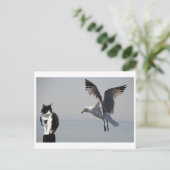 Carte Postale Cat et Seagull, Portpatrick, Écosse, Royaume-Uni (Debout devant)