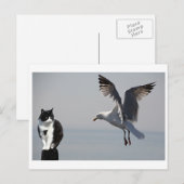 Carte Postale Cat et Seagull, Portpatrick, Écosse, Royaume-Uni (Devant / Derrière)