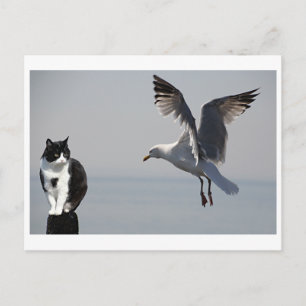 Carte Postale Cat et Seagull, Portpatrick, Écosse, Royaume-Uni
