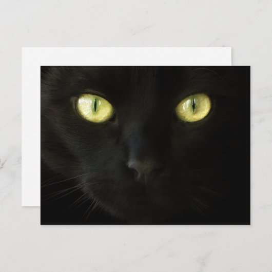 Carte postale Cat Eyes (Devant / Derrière)