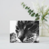 Carte Postale Cat fantôme (Debout devant)