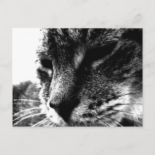 Carte Postale Cat fantôme