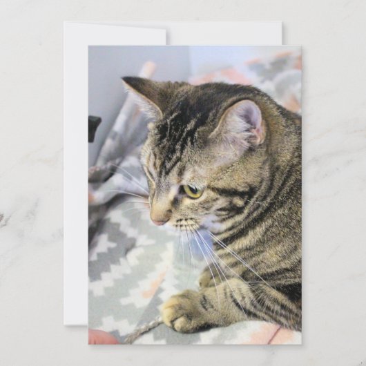 Carte postale Cat Jigsaw Puzzle (Devant)