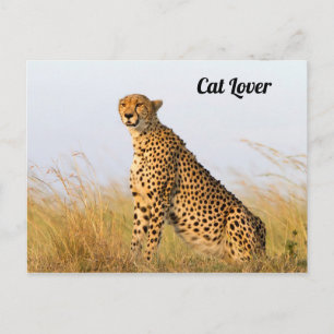Carte Postale Cat lover cheetah photo