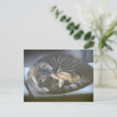 Carte Postale Cat Napping (Debout devant)
