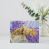 Carte postale Cat Napping (Debout devant)