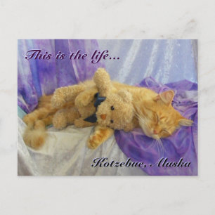 Carte postale Cat Napping