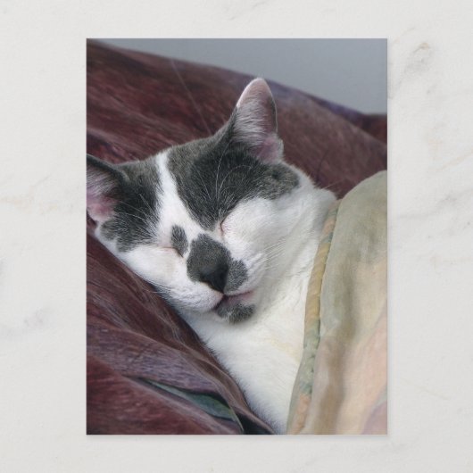Carte Postale Cat Napping (Devant)