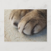 Carte Postale Cat Paws (Devant)