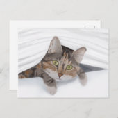 Carte Postale Cat Peeeout JW (Devant / Derrière)