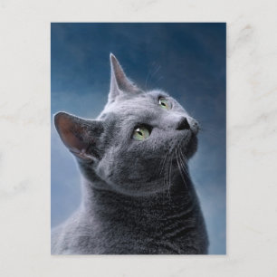 Carte Postale Cat Portrait