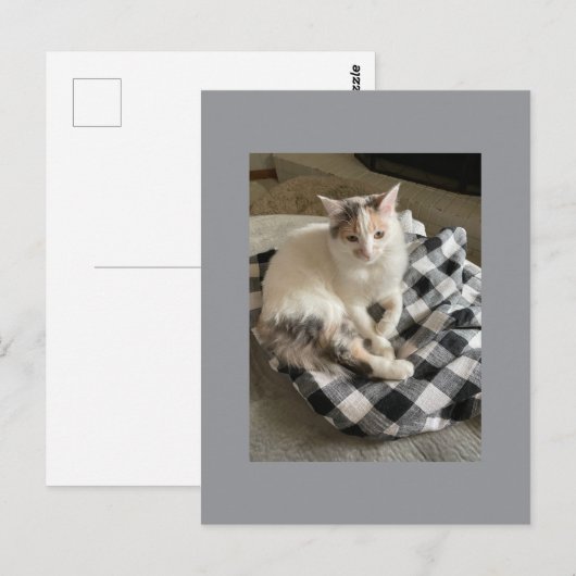 Carte Postale Cat Postcard (Devant / Derrière)