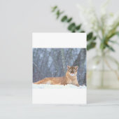 CARTE POSTALE CAT SAUVAGE (Debout devant)