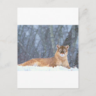 CARTE POSTALE CAT SAUVAGE
