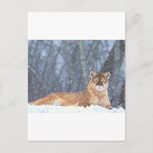 CARTE POSTALE CAT SAUVAGE (Devant)