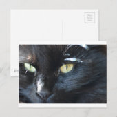 Carte Postale Cat vous regarde (Devant / Derrière)