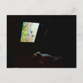 Carte Postale Cat Who Loves His Screentime Postcard (Devant)