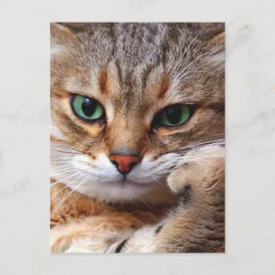 Carte Postale cat with attitude