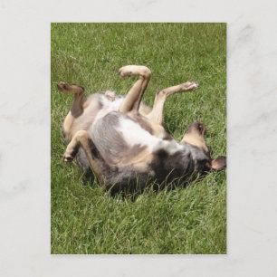 Carte Postale Catahoula Leopard Chien Roulant dans l'herbe
