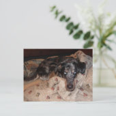 Carte Postale Catahoula Leopard Chien Snoozing (Debout devant)