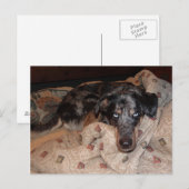 Carte Postale Catahoula Leopard Chien Snoozing (Devant / Derrière)