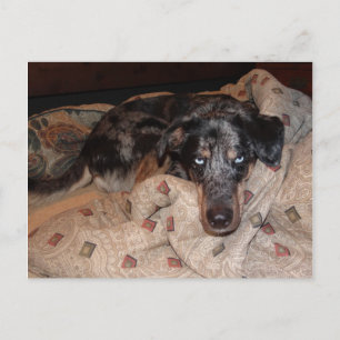 Carte Postale Catahoula Leopard Chien Snoozing